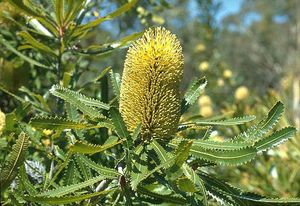 Sawtooth Banksia